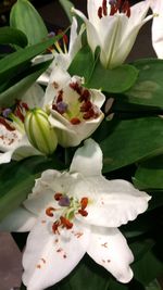 Close-up of white flowers
