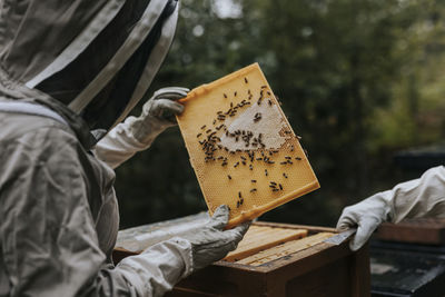 Beekeeper holding hive frame