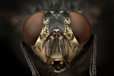 Close-up of housefly