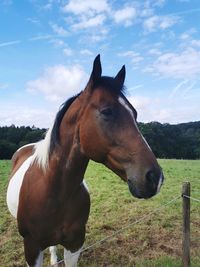 Horse standing on field