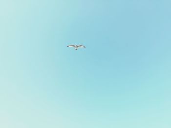 Low angle view of bird flying in sky