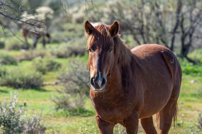 Close-up of a horse on field