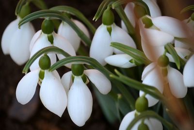 Close-up of white flowering plant