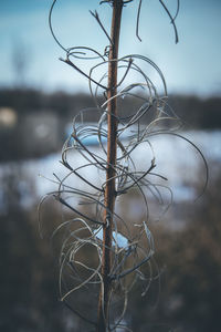 Close-up of bare tree against sky