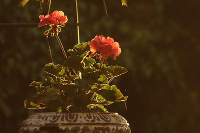 Close-up of flowers blooming outdoors