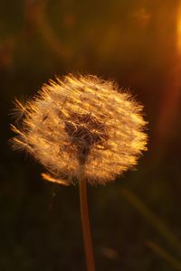 Close-up of dandelion