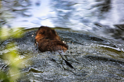 View of duck swimming in lake