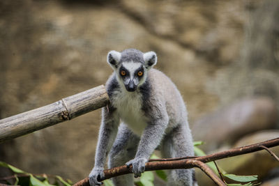 Close-up portrait of an animal