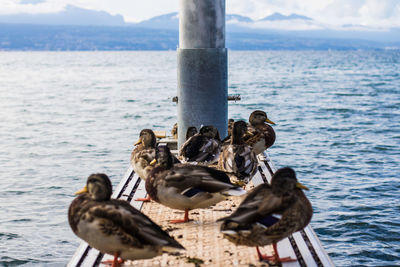 Ducks on lake