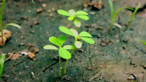 High angle view of small plant growing on field