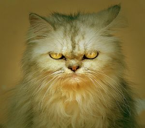 Close-up portrait of cat