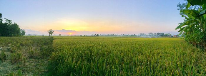 Panoramic view of rice paddy against sky during sunset