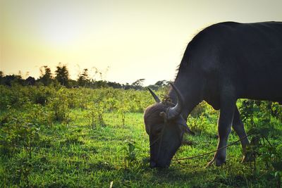 Horse grazing on field against clear sky