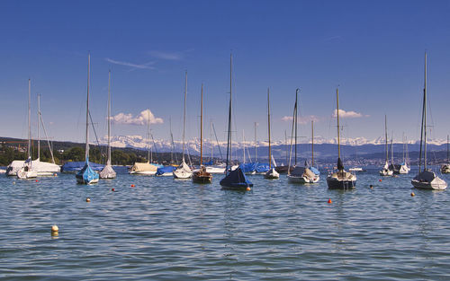 Sailboats moored in marina