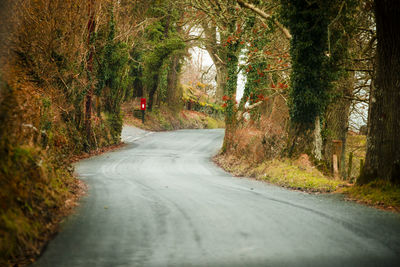 Road passing through forest