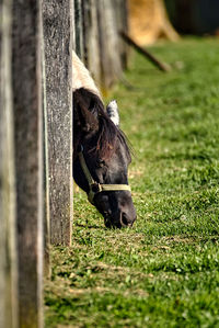 Horse in a field