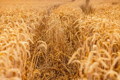 Tracks in a field of ripe wheat in the hot summer due to storm and drought