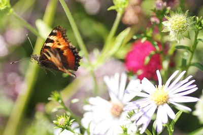 Close-up of butterfly pollinating on flower