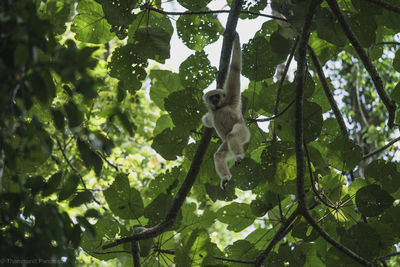 Low angle view of monkey on tree