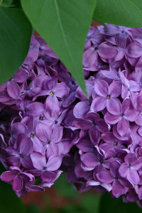 Close-up of purple flowers