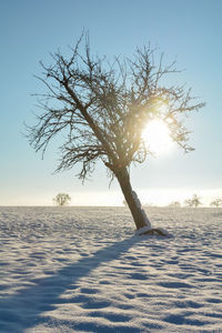 Tree on snow covered land against sky at sunset