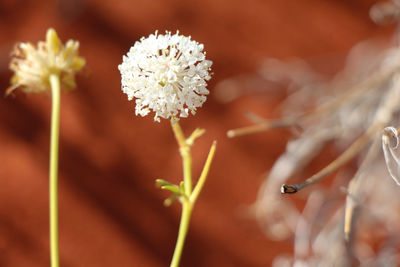 Close-up of white flowering plant