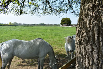Horses in a field