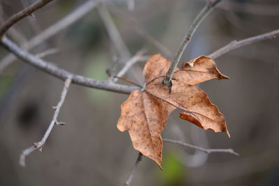 Close-up of dried maple leaves