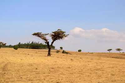 Trees on field against sky