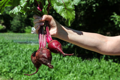 Cropped hand of person holding common beets on field