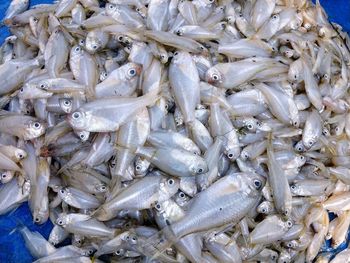 High angle view of fish for sale in market