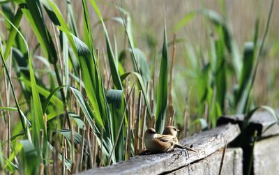 Two bearded reedling chicsks out of their nest for the first time. amager nature protection area.