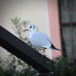 Close-up of seagull perching on railing