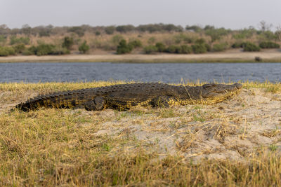 Surface level of a crocodile in a river