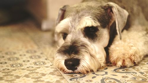 Close-up portrait of dog resting on bed at home