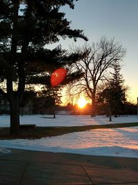 Sun shining through trees