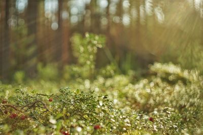 Close-up of grass in forest