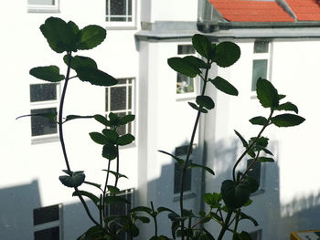 Close-up of potted plant against window