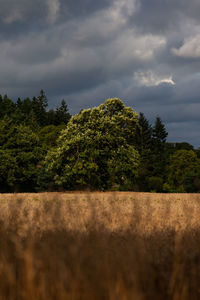 Trees on field against sky