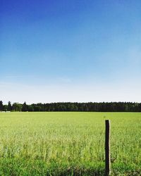 Scenic view of agricultural field against clear blue sky