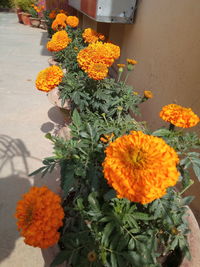 Close-up of orange flower pot on plant