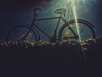 Plants growing at night