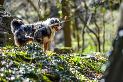 View of a dog in the forest