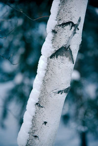 Close-up of frozen plant