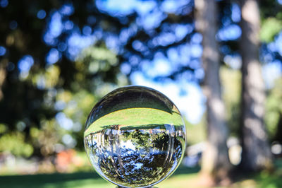 Reflection of trees on glass window