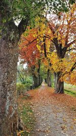 Trees growing in park during autumn