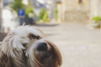 Close-up portrait of dog