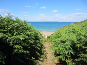 Plants growing at beach against sky on sunny day