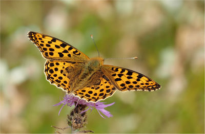 Close-up of butterfly pollinating on flower