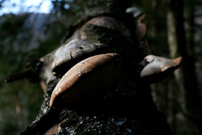 Close-up of mushrooms growing on tree trunk